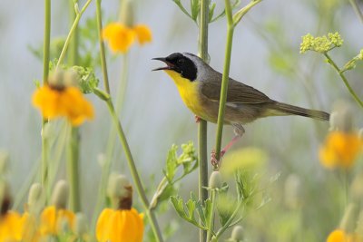 Common Yellowthroat