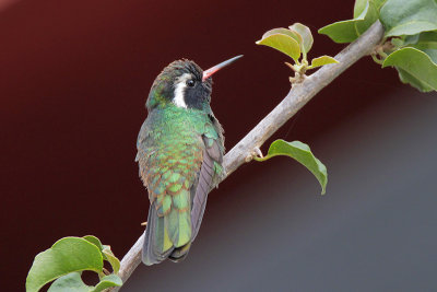 White-eared Hummingbird