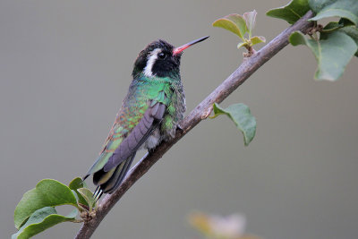 White-eared Hummingbird