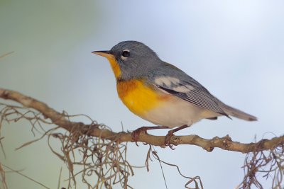 Northern Parula