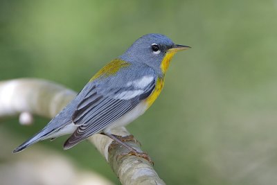 Northern Parula