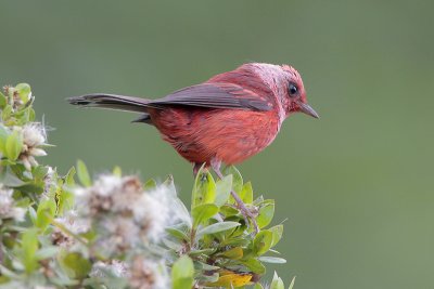 Pink-headed Warbler