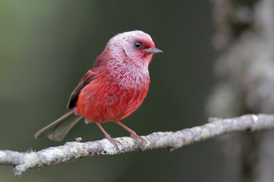 Pink-headed Warbler