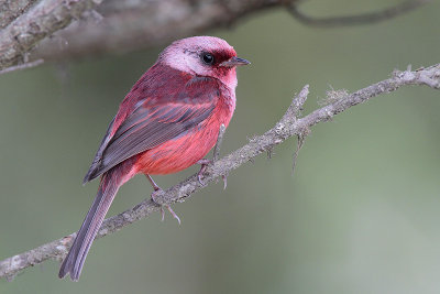 Pink-headed Warbler