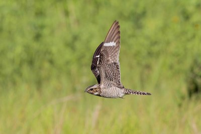 Common Nighthawk