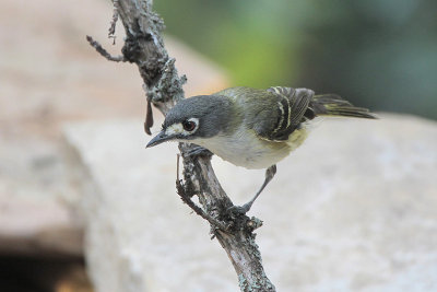 Black-capped Vireo