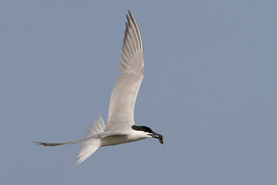 Gull-billed Tern w/Dragonfly Nymph