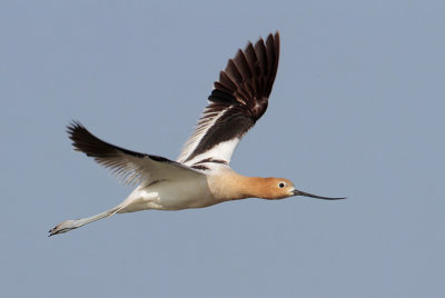 American Avocet