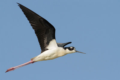 Black-necked Stilt