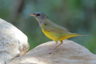 Mourning Warbler