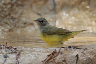 Mourning Warbler