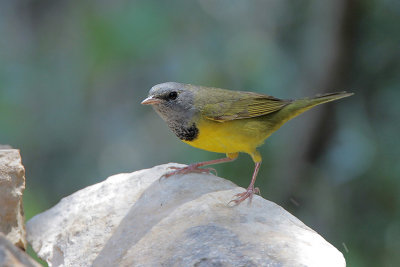 Mourning Warbler