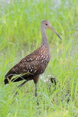 Limpkin