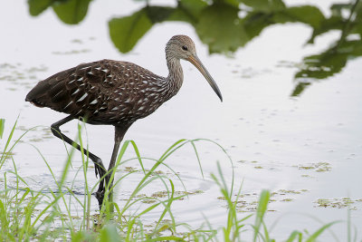 Limpkin