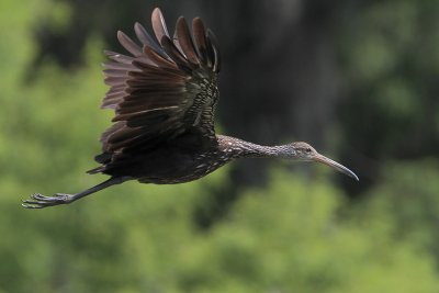 Limpkin