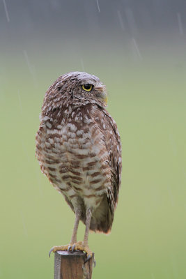 Burrowing Owl