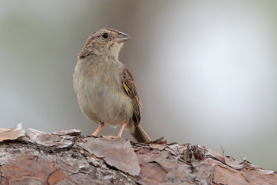 Bachman's Sparrow