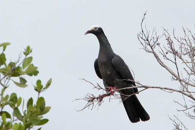 White-crowned Pigeon