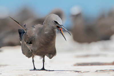 Brown Noddy