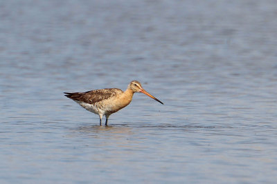 Black-tailed Godwit