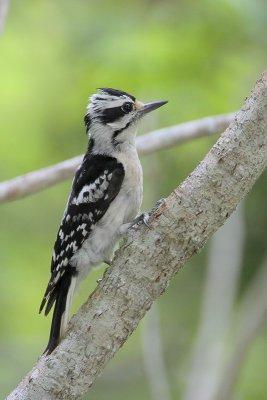 Downy Woodpecker