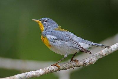 Northern Parula