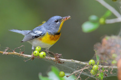 Northern Parula