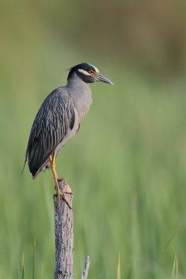 Yellow-crowned Night-Heron