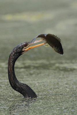 Anhinga