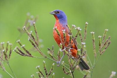 Painted Bunting