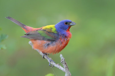 Painted Bunting