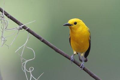 Prothonotary Warbler