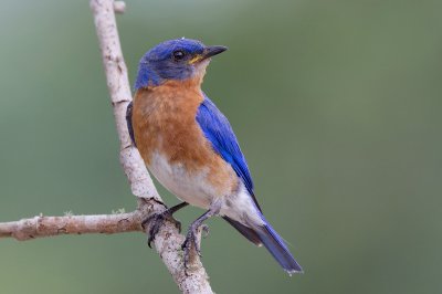 Eastern Bluebird