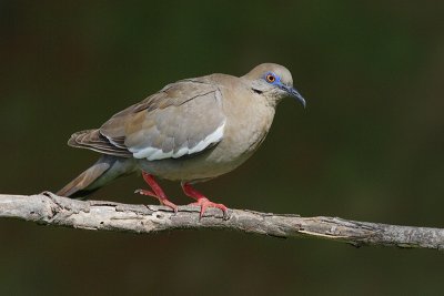 White-winged Dove