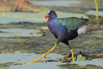 Purple Gallinule