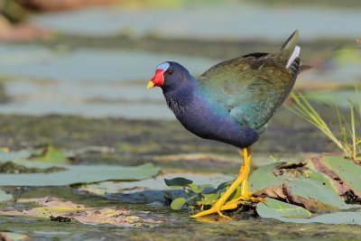 Purple Gallinule