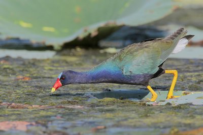 Purple Gallinule