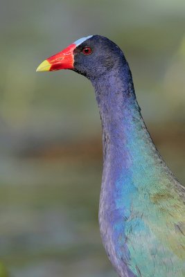 Purple Gallinule