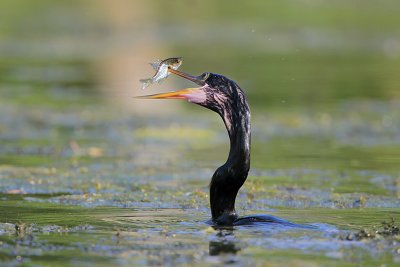 Anhinga