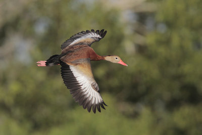 Black-bellied Whistling-Duck