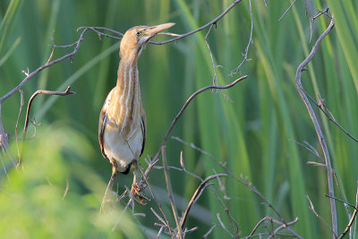Least Bittern