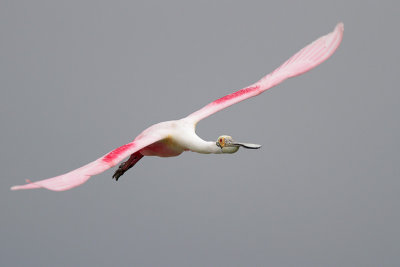 Roseate Spoonbill
