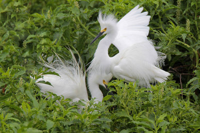 Snowy Egret