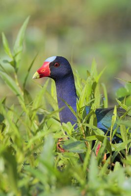 Purple Gallinule