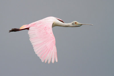 Roseate Spoonbill