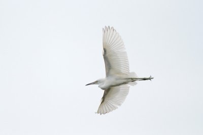 Little Blue Heron