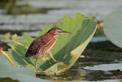 Green Heron