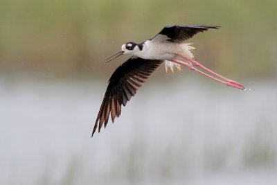 Black-necked Stilt