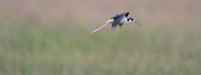 Black-necked Stilt