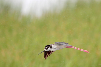 Black-necked Stilt